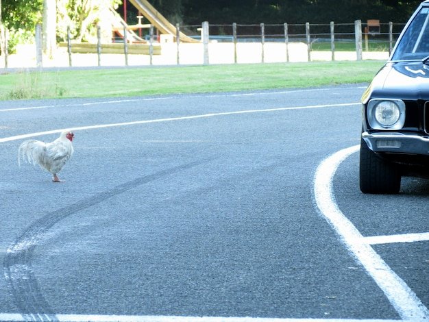 Spain - chicken road game